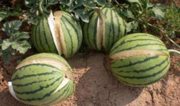 辽源吃瓜爆料事件真相,揭开真相背后的曲折历程